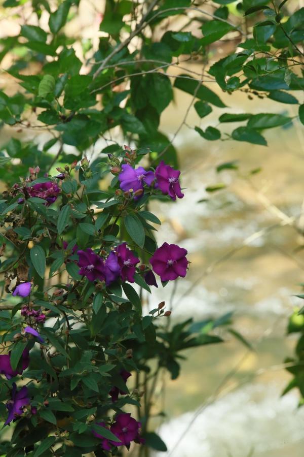 Casa Flor - Beira Rio Centro De